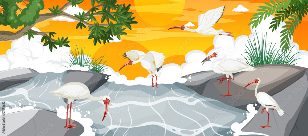 与美国白ibis团体的户外场景