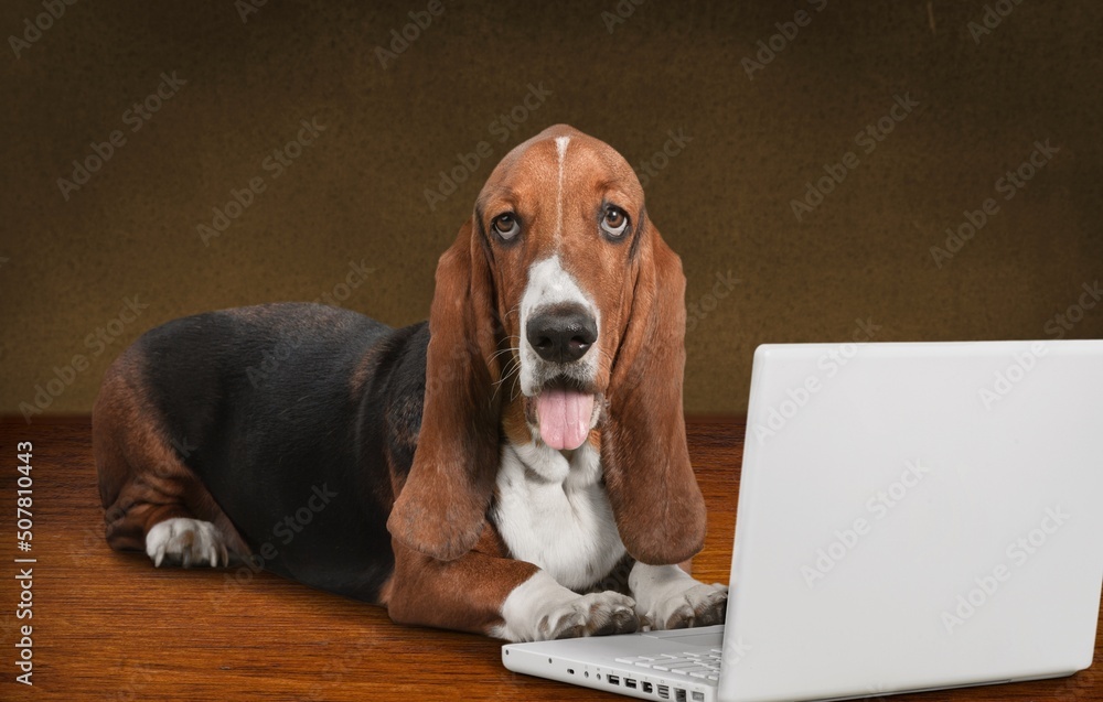 可爱的狗坐在笔记本电脑前。狗不高兴或高兴地大喊大叫，庆祝受害者