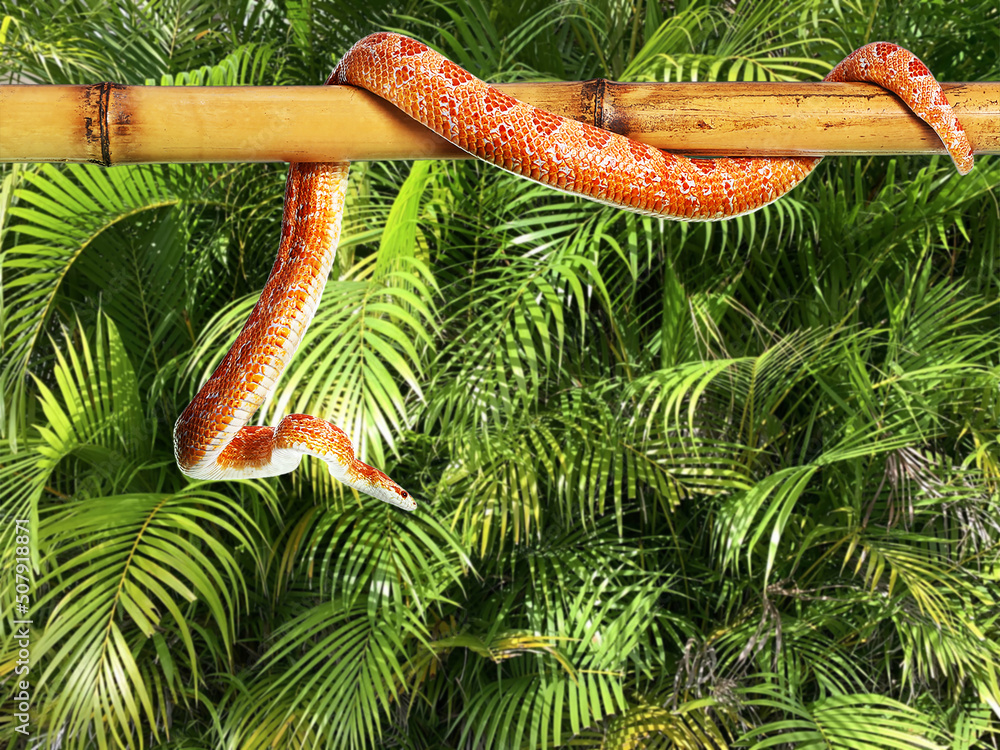 竹棍上的玉米蛇对抗绿色的热带树叶