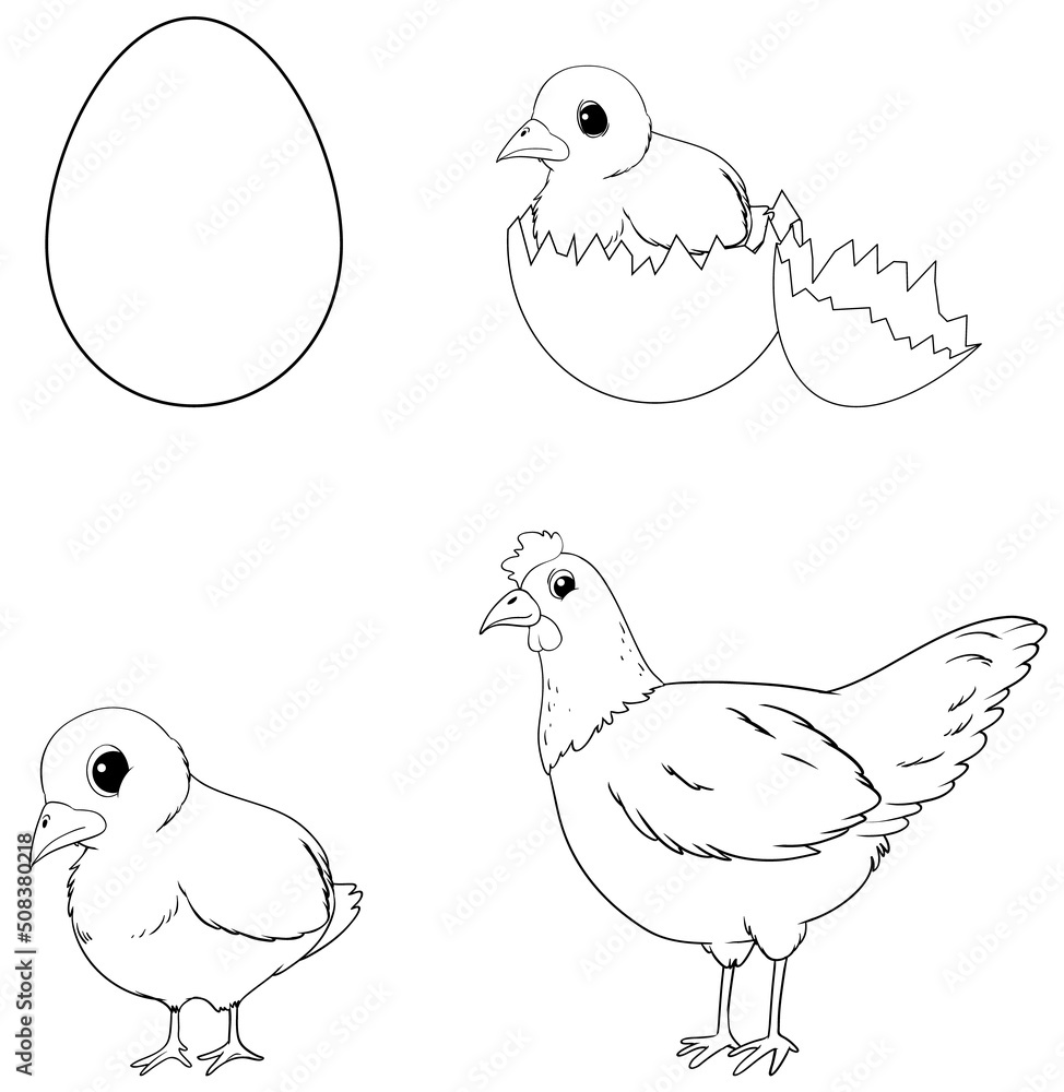 涂鸦鸡生命周期