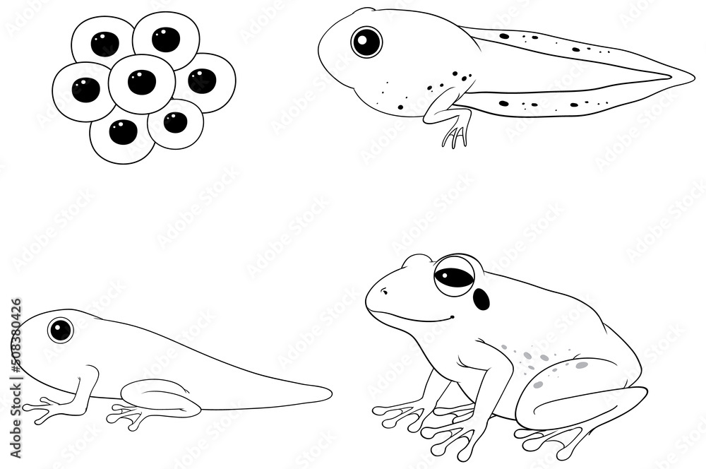 青蛙生命周期图涂鸦