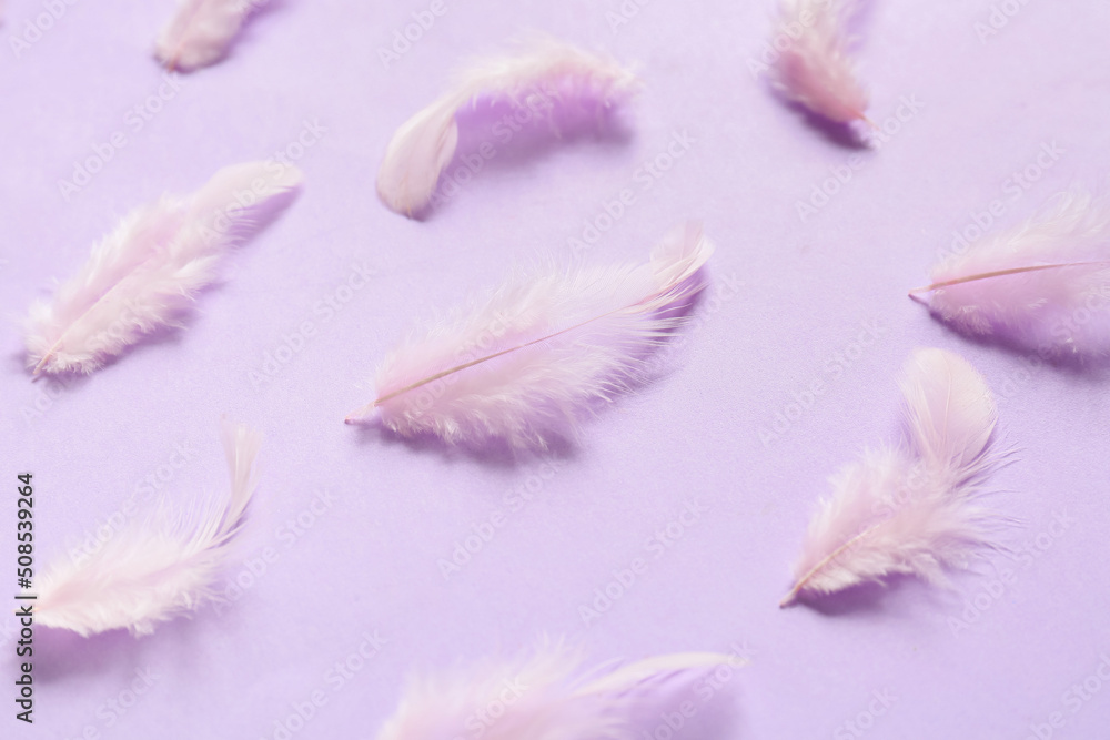 淡紫色背景下美丽的羽毛
