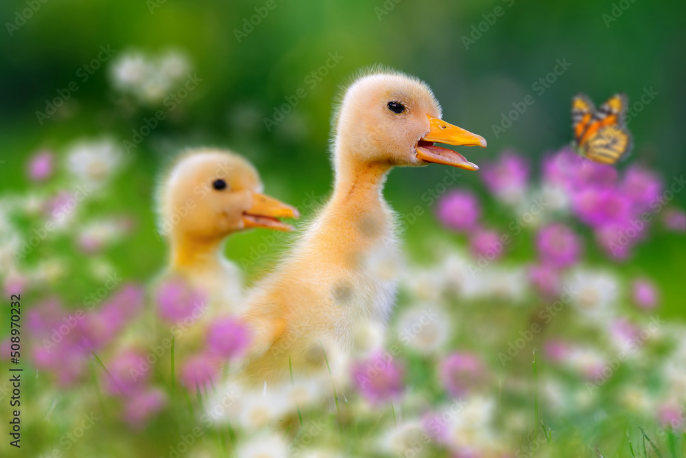 绿草上的两只小鸭子