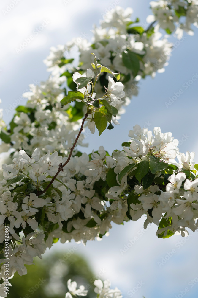 白色的花朵在模糊的背景下绽放。花园、公园里的苹果树与蓝天一起绽放。美丽
