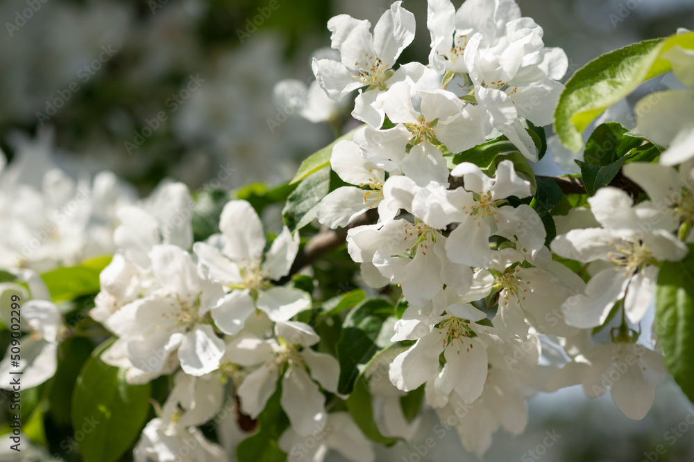 White blooming flowers on blurred background. Apple tree bloom in sunshine in garden and park. Beaut