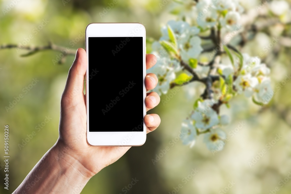 手持手机，拍摄盛开的春天樱花树。智能手机照片