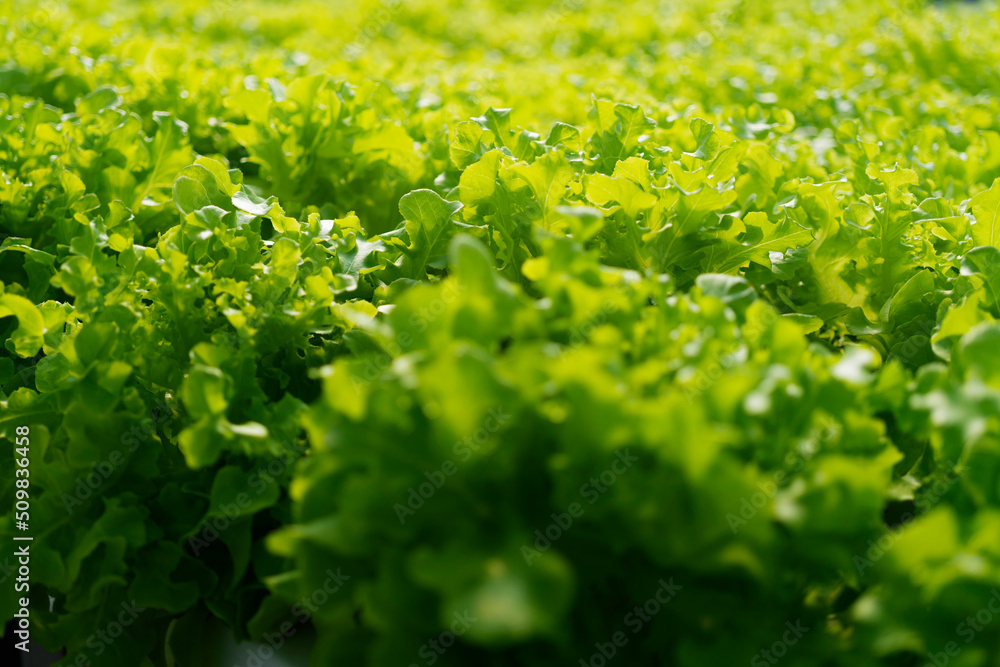 以水培方式种植的绿叶生菜农场，用于灌溉沙拉的现代温室