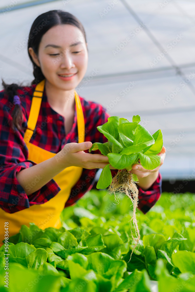 亚洲小企业主温室水培农场企业主手持新鲜蔬菜收割机