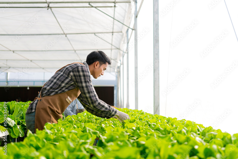 asian small business owner greenhouse hydroponic farm asian business owner hand hold tablet water sy