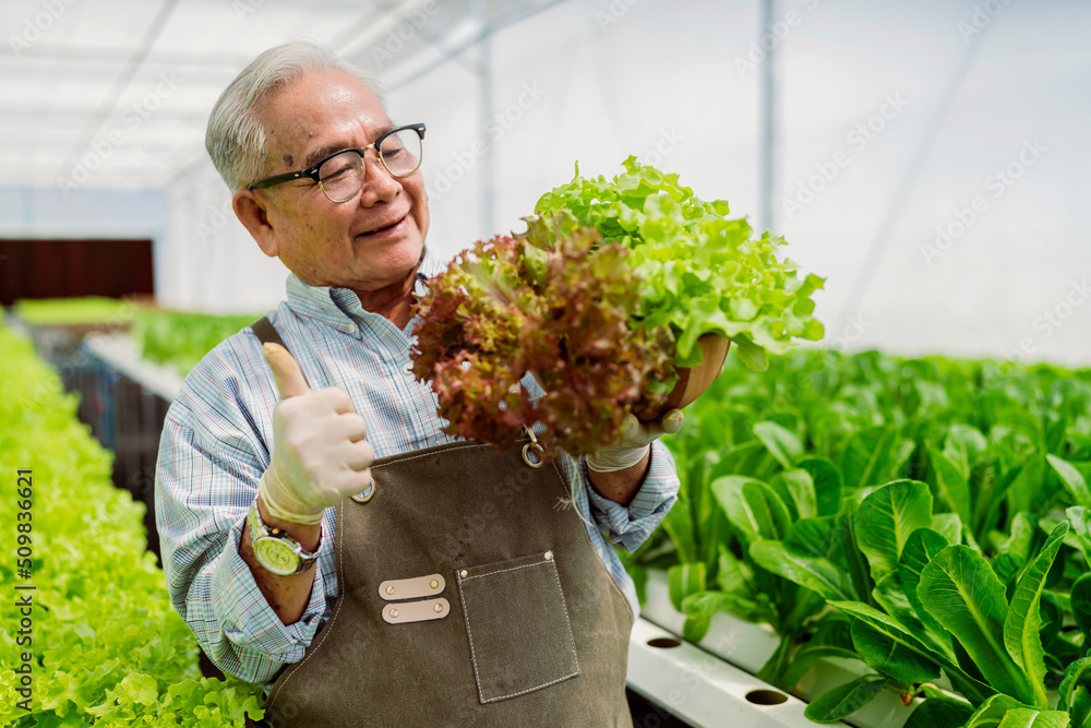 old senior asian farmer concentrate focus checking hydroponic soiless  vegetable rack farm in green 