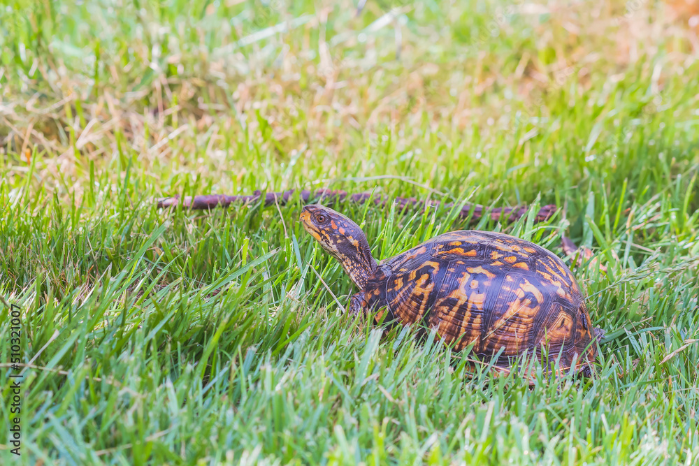行走在绿草中的雌性东方箱龟。美国马里兰州