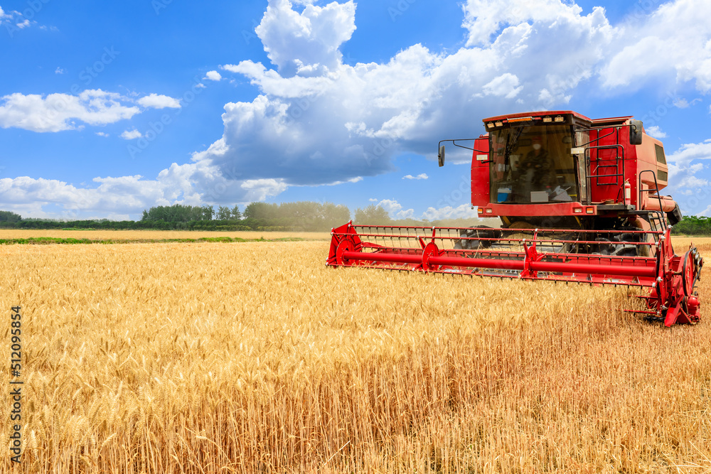 联合收割机收割成熟小麦。农业场景。收获季节的农田麦田。