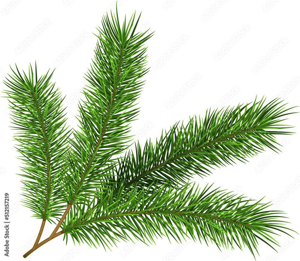 圣诞树枝-冷杉树枝