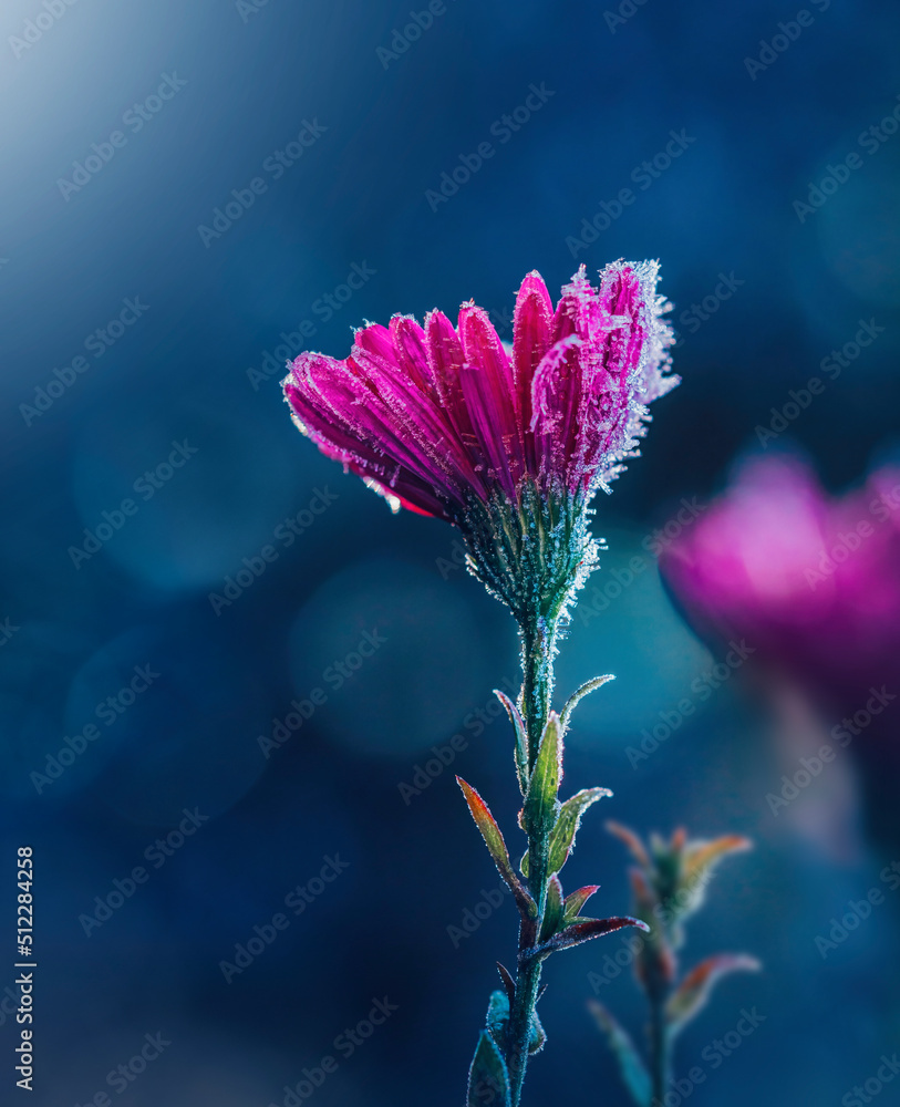 覆盖着霜冻和冰的一朵粉红色紫荆花的宏观图像。深蓝色背景，带有bokeh，oth