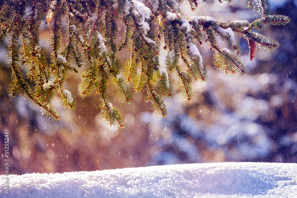 白雪覆盖的森林和雪堆中带圆锥的冷杉树枝