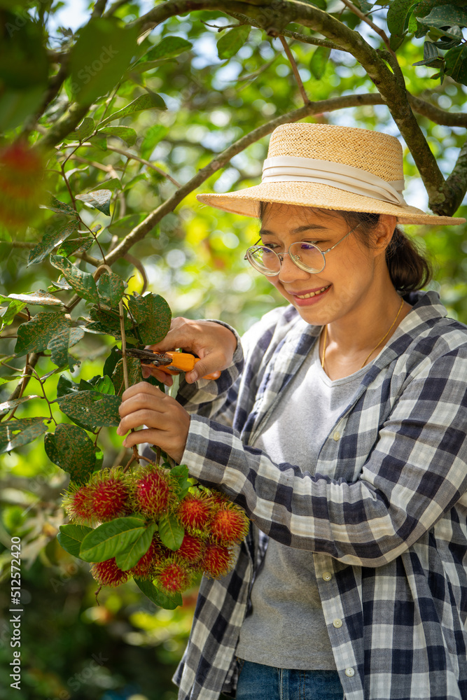 聪明的女农民在红毛丹水果有机农场收获红毛丹，在植物农场概念中工作