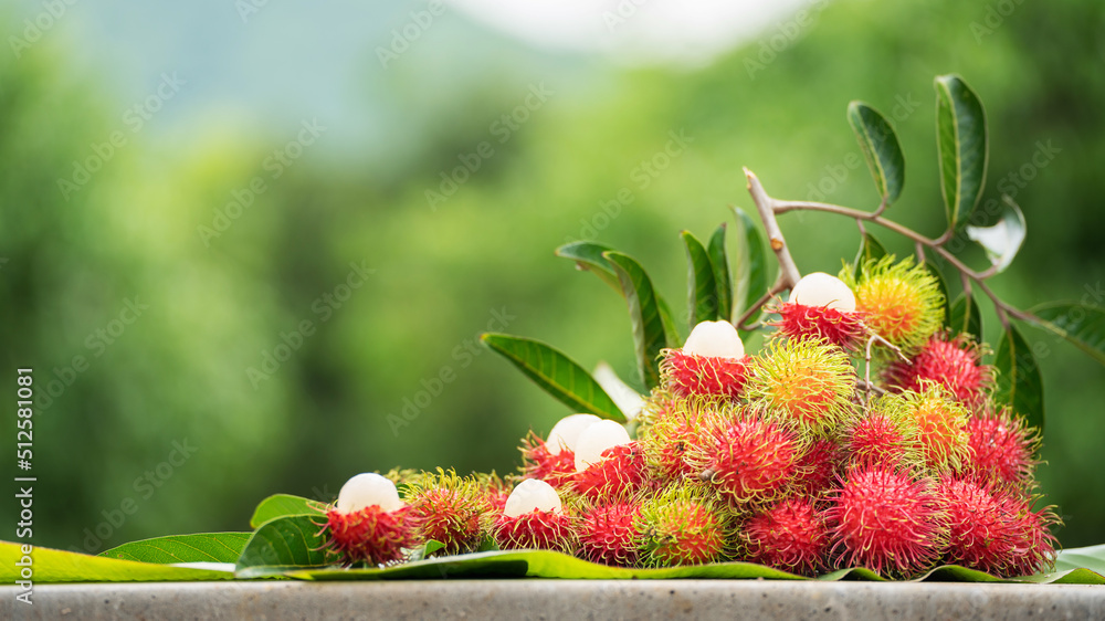 红毛丹软焦巴绿色丛林上的一堆红毛丹甜可口的果实