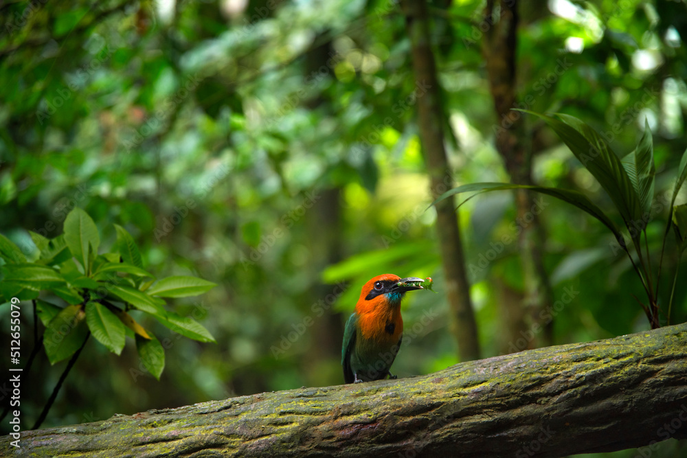 热带丛林中的外来鸟类