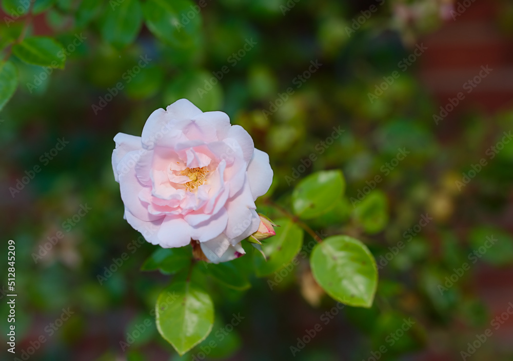 一朵粉色玫瑰在春天生长和绽放的特写。一朵紫色野花的俯视图