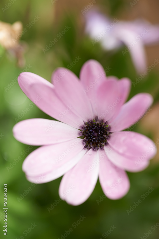 一朵粉红色雏菊在春天模糊的绿色背景下的特写。一朵雏菊的俯视图