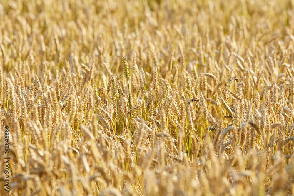 成熟小麦的黄色农田。收获季节农村农场种植的谷物