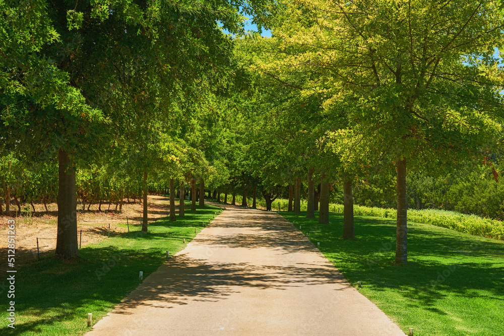 公园里有很多高大的树，有小路和绿草或草坪。很多树排成一排或站着