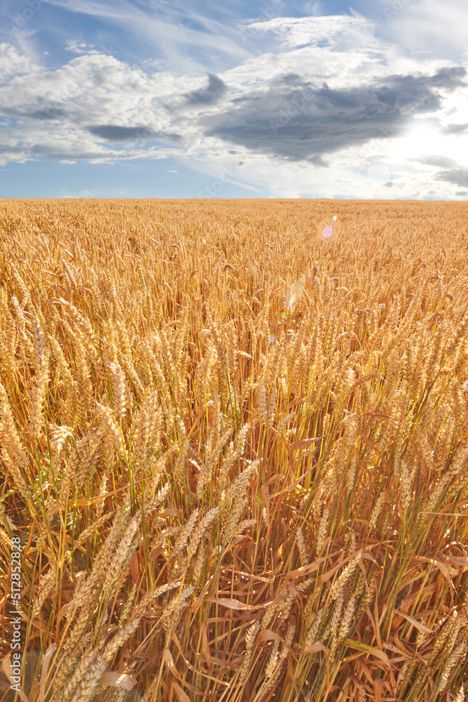 种植在农村农场的小麦穗在白天收割的特写。vib的风景