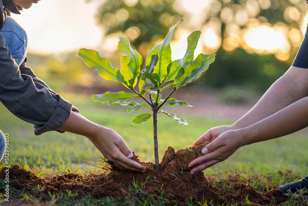 人们在日落时亲手种植小树。理念拯救地球