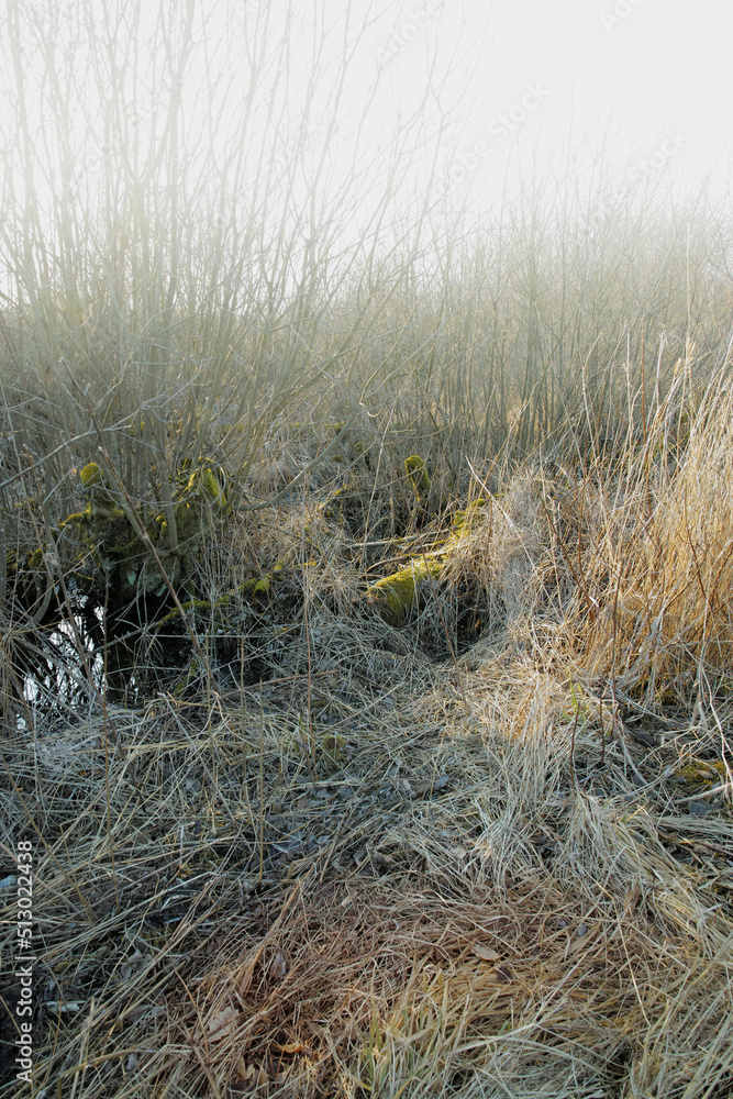 在一个雾蒙蒙的日子里，丹麦空旷草原上沼泽地上的干燥干旱的草地。自然景观