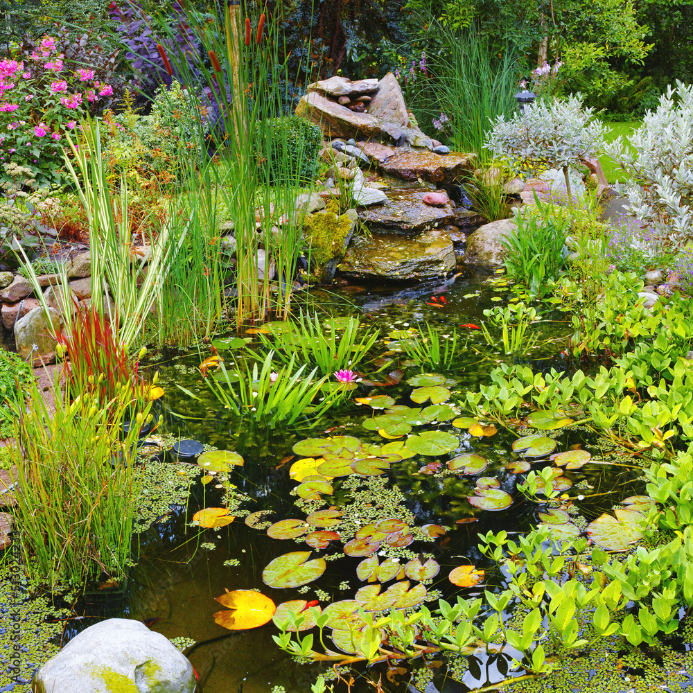 Overgrown koi fish pond in a garden outside. Variety of aquatic plants like lily pads, cattails, and