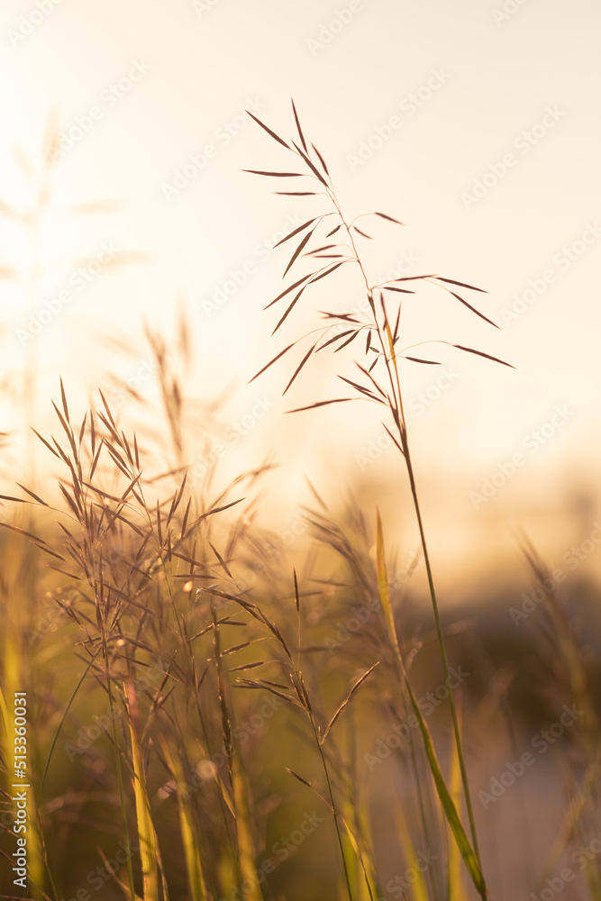 黄昏黄金时段的草地和花朵，背景模糊。夏天、春天和秋天