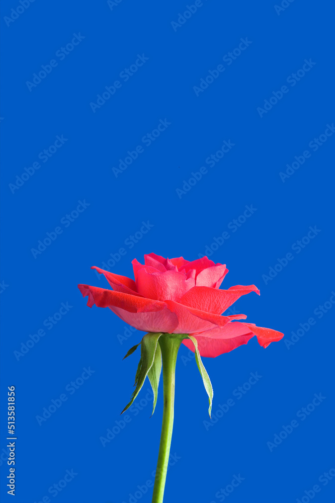 Closeup of a rose blossoming or blooming isolated in a blue sky background. One lush red plant or fl