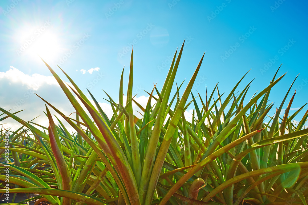 美国夏威夷瓦胡岛一片空旷的田野里生长的露西杜（ananas lucidus）植物叶子的特写