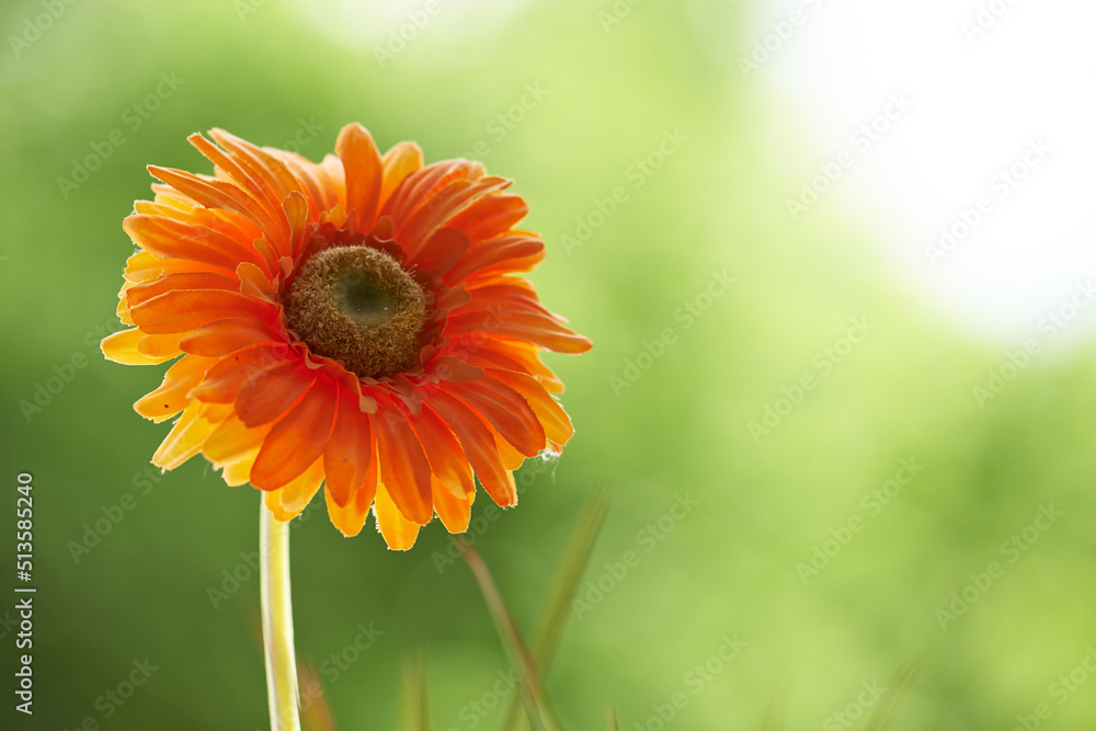 Closeup of one orange chrysanthemum flower. Spring plant or flowerhead against a blurred green natur