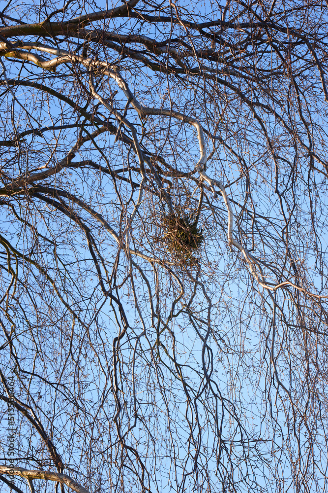 在晴朗的蓝天背景下，树枝上有鸟在树枝之间筑巢。风景兰