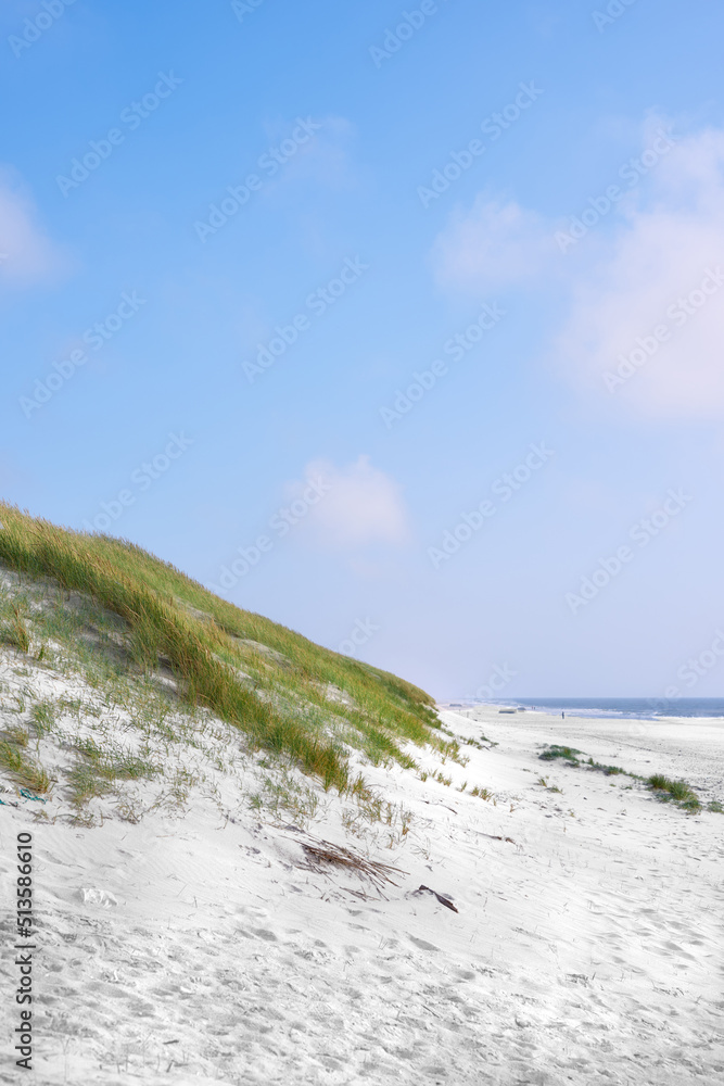 丹麦洛肯日德兰半岛西海岸沙丘景观。草丛特写