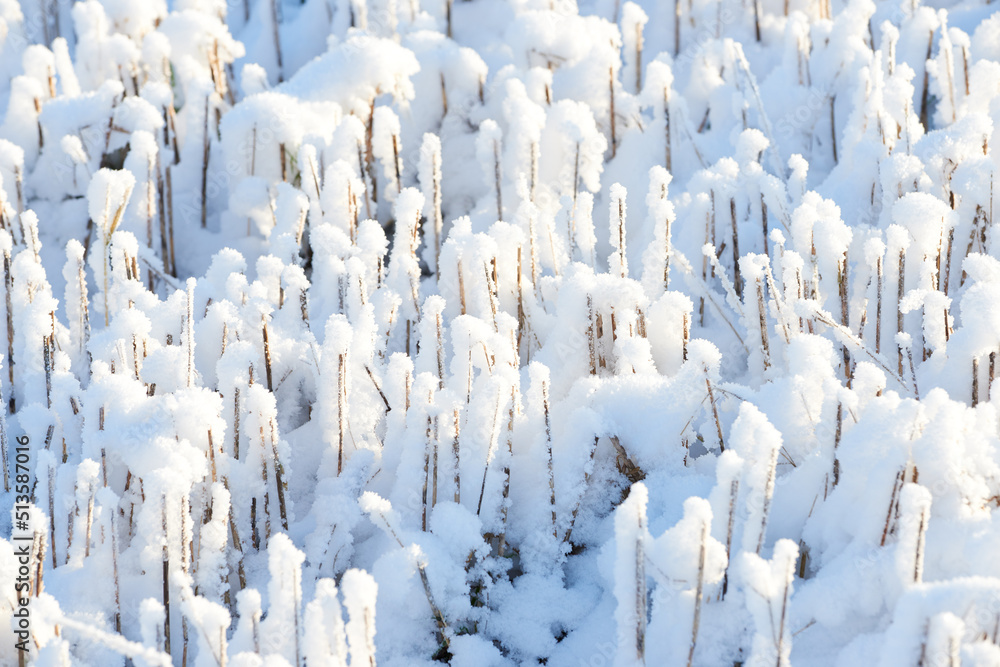 冬天的早晨，结冰的地面被白雪覆盖。霜冻中结冰的树枝和树叶。霜冻的草地