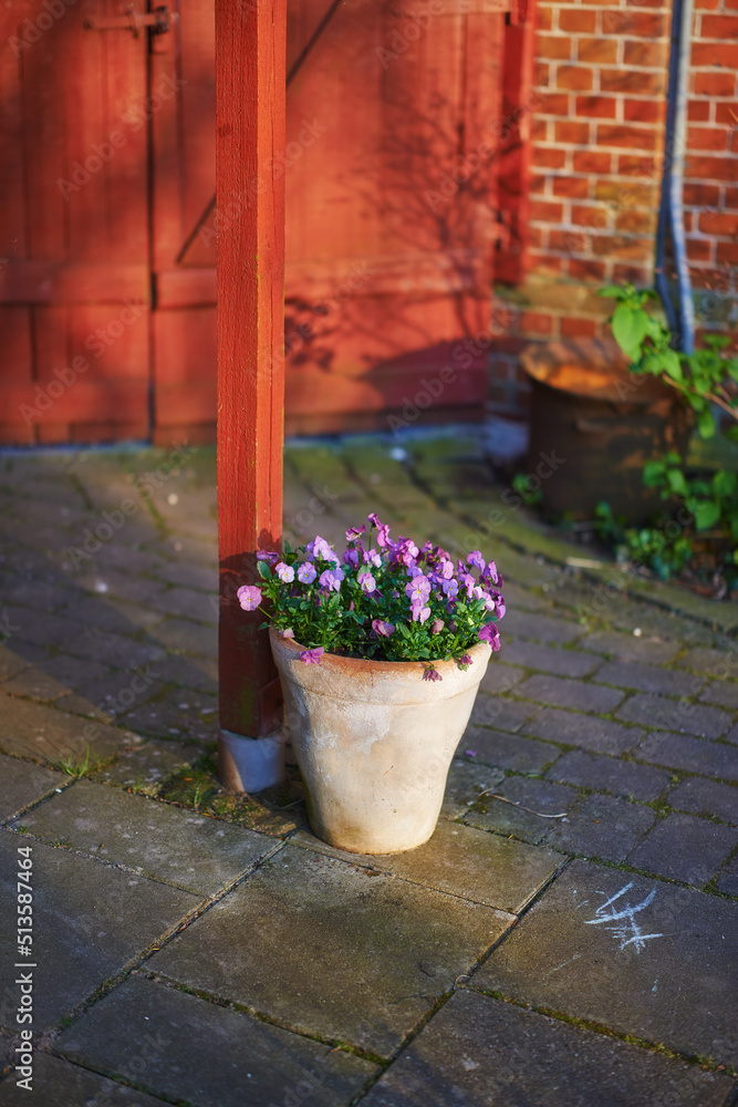 陶瓷壶里的紫色三色堇。美丽的小盆花站在户外入口附近