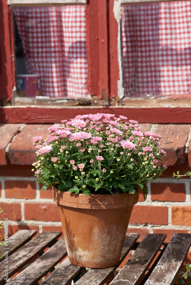 风外花园桌子上花盆里的美丽粉色雏菊，也称为Bellis perennis