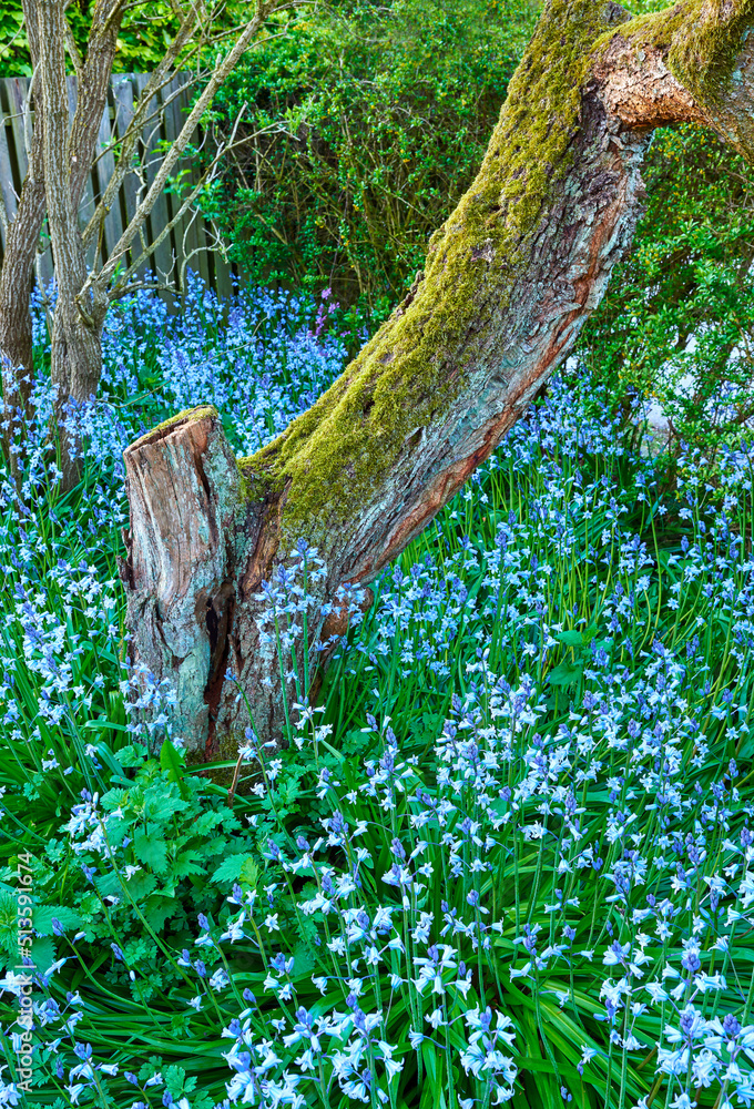 夏季郁郁葱葱的森林中蓝铃花的俯视图。sp植物园中生长的蓝色植物