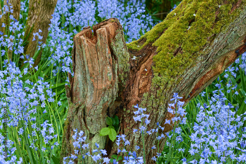 苔藓覆盖的树干，周围是一片蓝铃花。充满活力的西伯利亚紫苏的景色