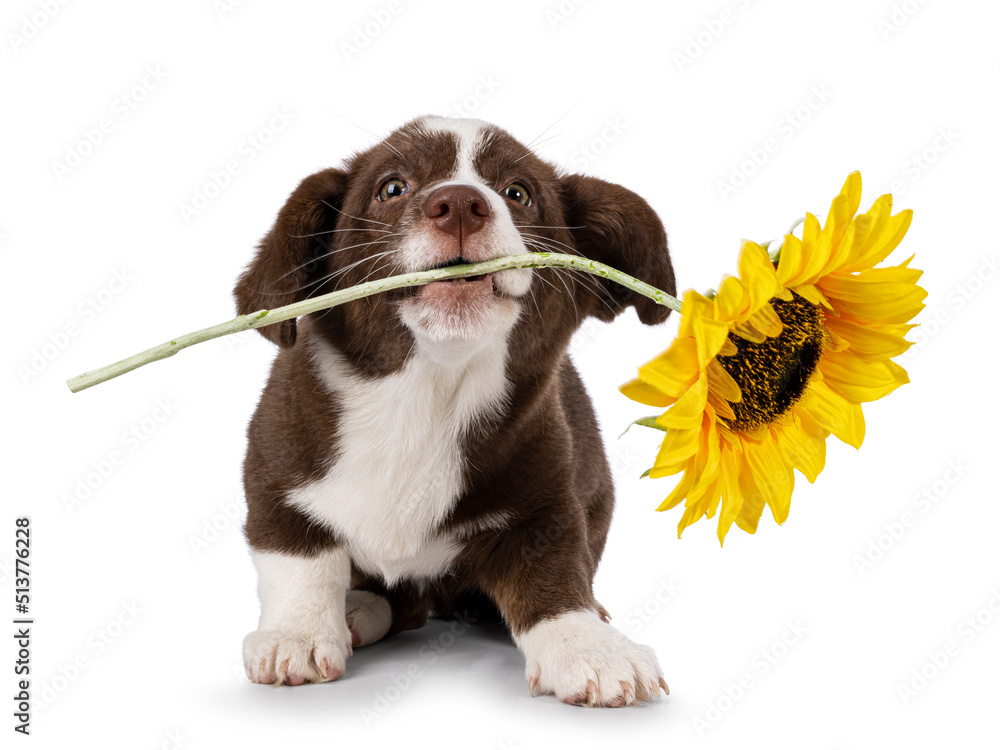 可爱的棕色和白色威尔士柯基卡迪根犬幼犬，坐起来，嘴里叼着大向日葵。看