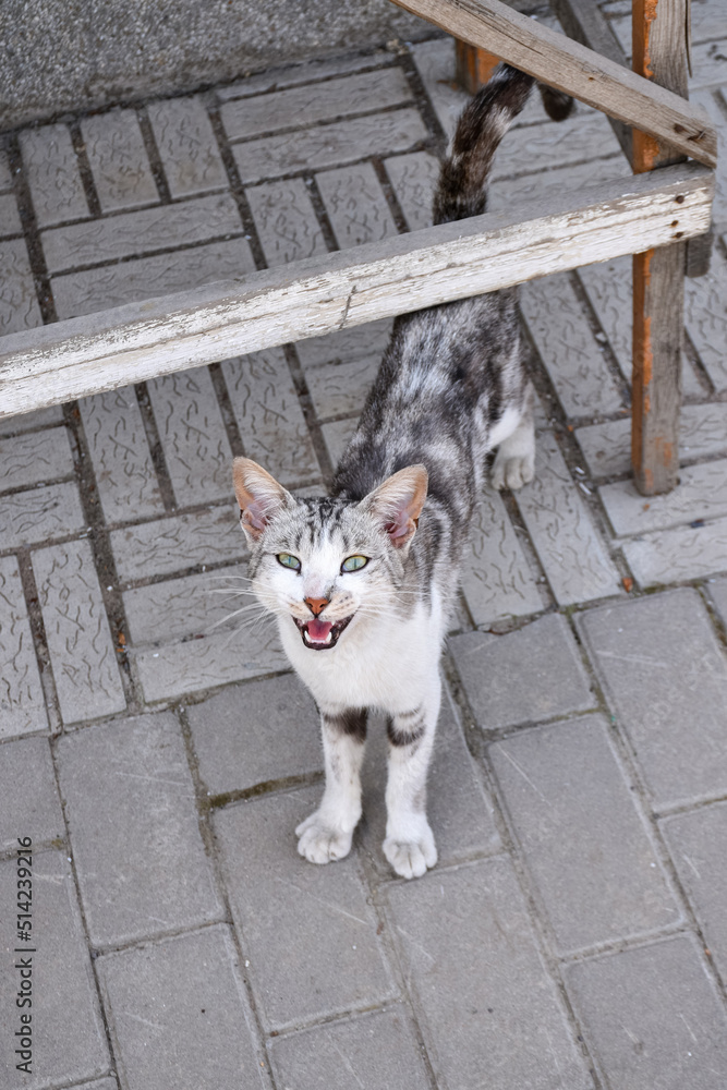 A young country cat meows in the backyard, a village cat begging for affection and food