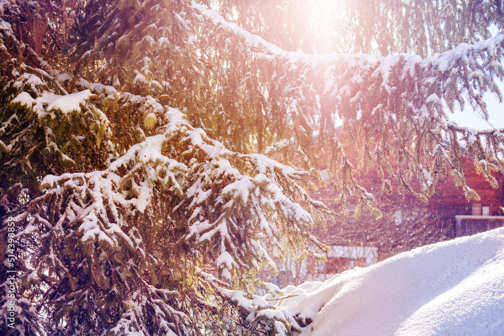 阳光穿过覆盖着积雪的冷杉