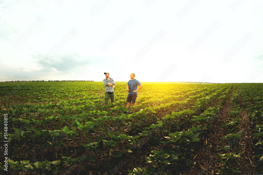 两名农民在向日葵农田里。农学家和农民检查潜在产量