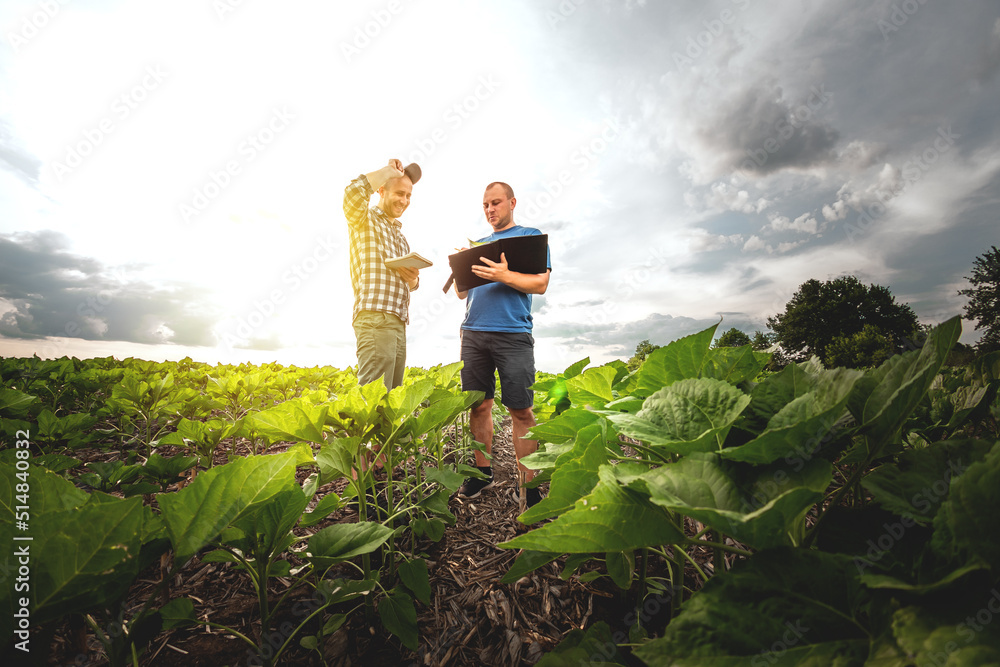 两名农民在向日葵农田里。农学家和农民检查潜在产量