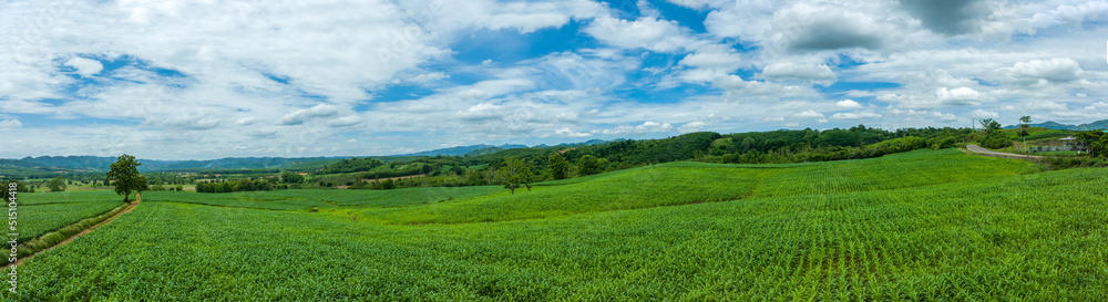 Beautigul corn field breen corn field on fluffy clouds blue sky, Corn plants on hill a little valley