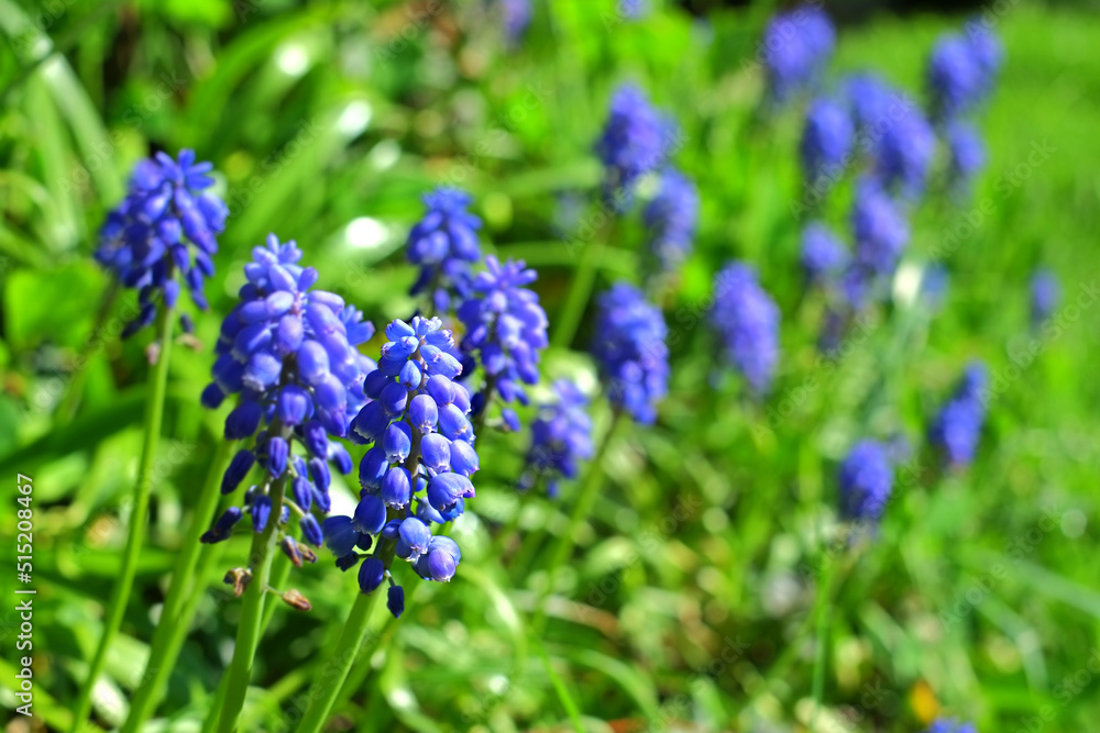 背景模糊的花园里开着一朵蓝色的蘑菇花。美丽的近景