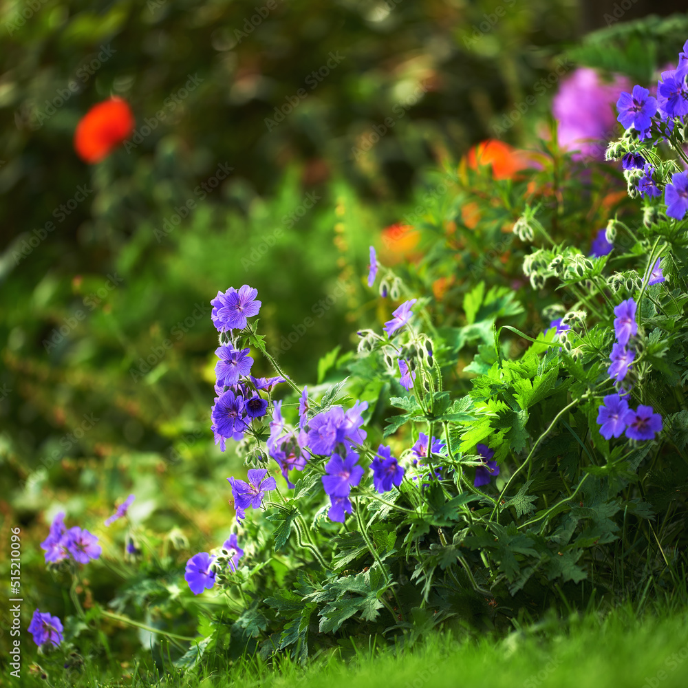 紫鹤在绿色的草地上或平静宁静的家庭花园里开出花朵，开花并生长。