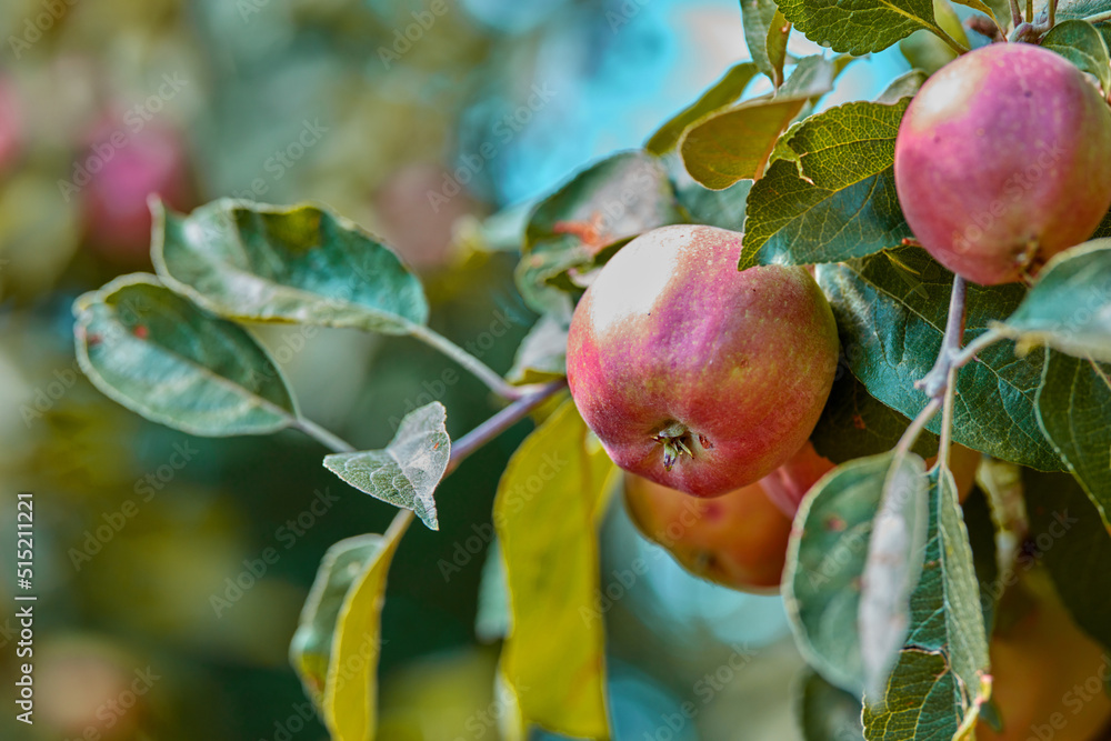 一棵树上成熟的红苹果特写，有复制空间。果园里生长的有机健康水果t